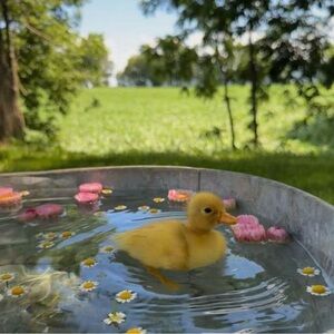 Meet your Posher, Ducky